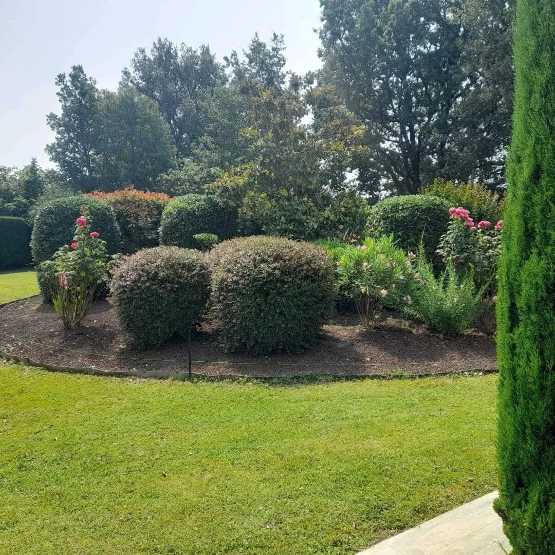 Massif d'arbustes taillés en boules avec rosiers